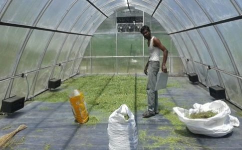 Solar Drier for Moringa Leaves