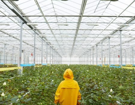 Rear view of woman in raincoat walking among green plants in the greenhouse